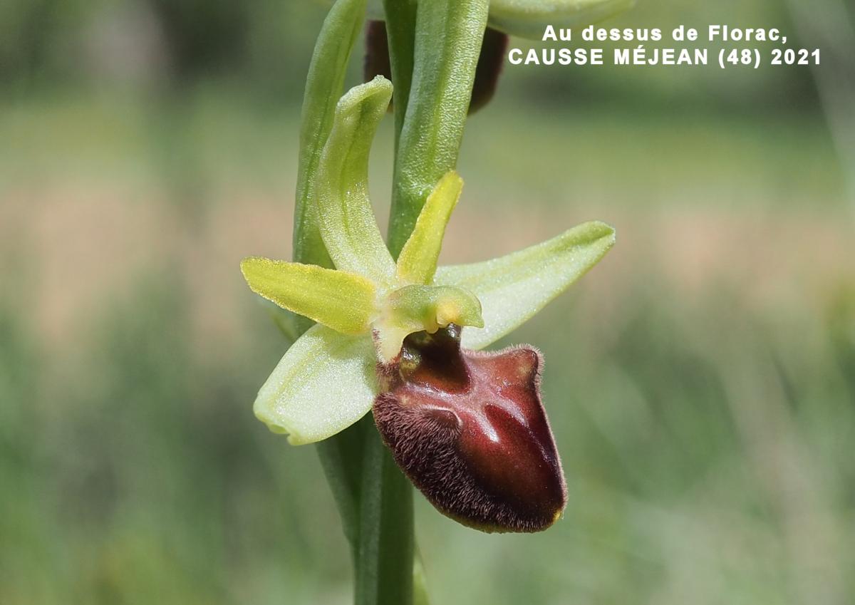 Orchid, Early Spider flower